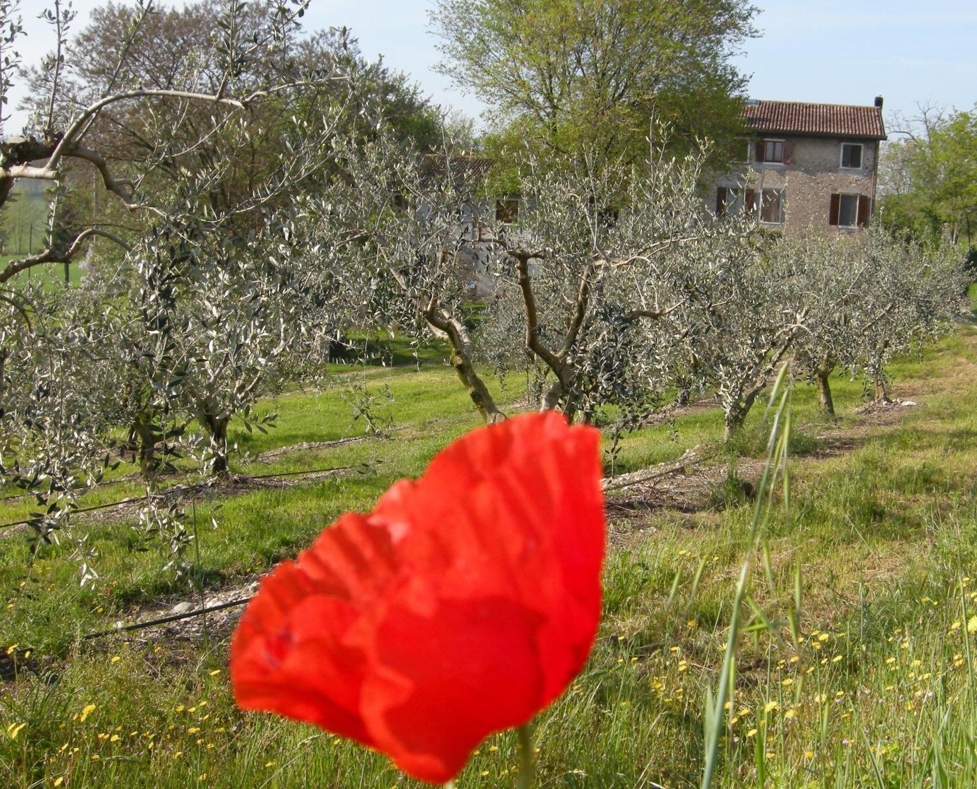I Vigneti Bed & Breakfast Salionze Buitenkant foto
